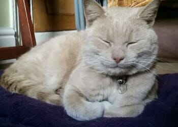 Tributes to Milo the Penrith Cat