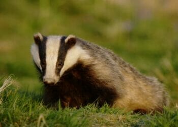 Calls for end to badger culling in Cumbria