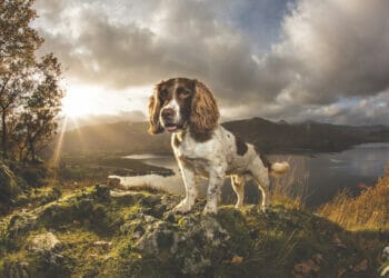 Statue plans for Cumbria celebrity spaniel Max