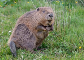 Beavers back in Cumbria for first time in 400 years