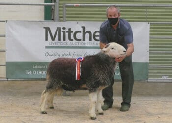 Farmer pays almost £19,000 for Herdwick sheep