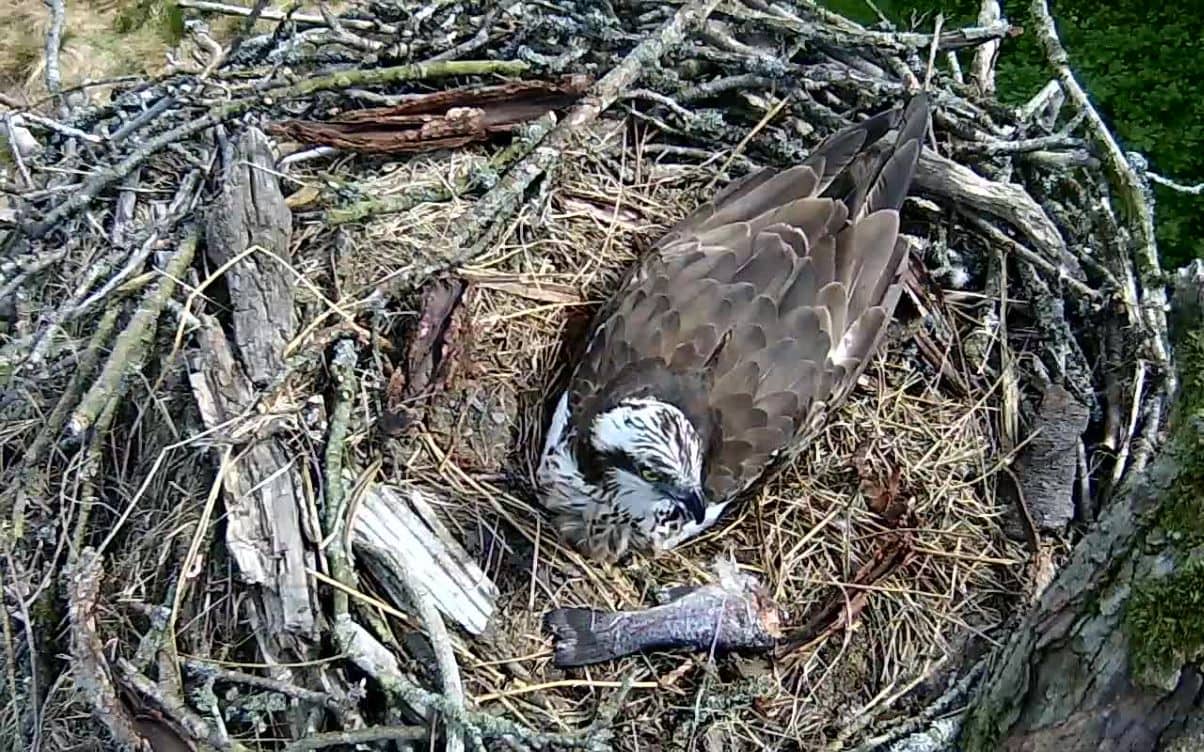 Bassenthwaite Osprey Lays Clutch Of Eggs Cumberland And Westmorland Herald