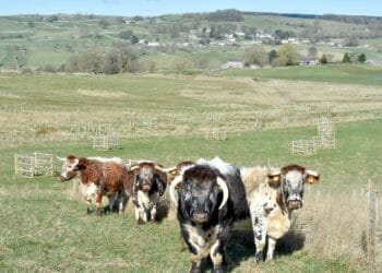 Lowther Estate’s nature-friendly farming works says new report