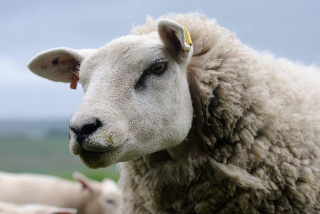 Texel Sheep Society launches national show - Cumberland and Westmorland ...