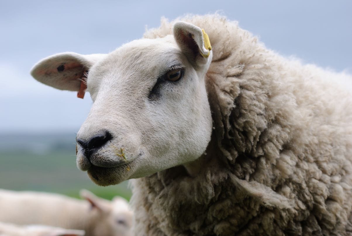 Texel Sheep Society launches national show Cumberland and Westmorland