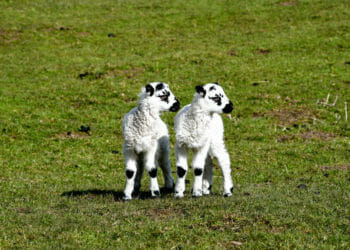 Take a walk on the wild side – your views this week