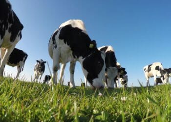 ‘Shockwaves’ sent through Eden tenant farming community
