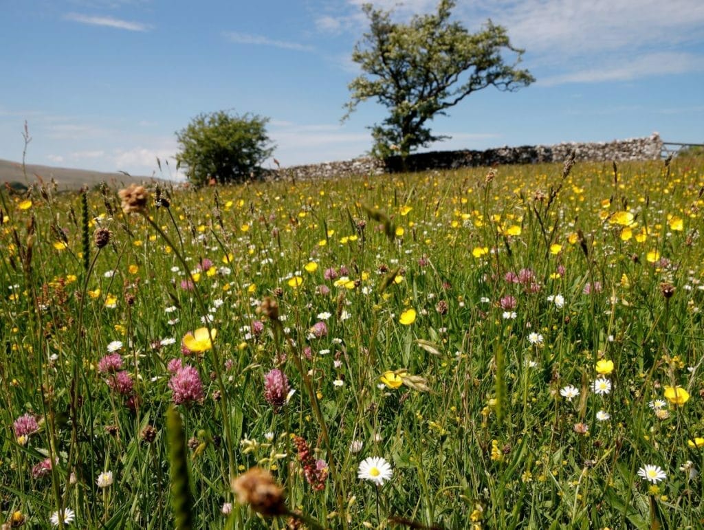 Bowberhead meadows