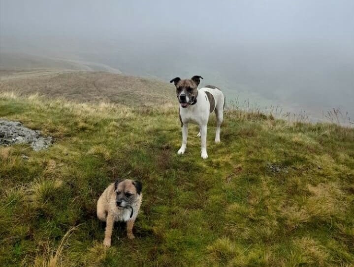  A brown border terrier called Bea and white Staffordshire bull terrier Molly, belonging to Heidi Batey were last seen on Thursday, November 4