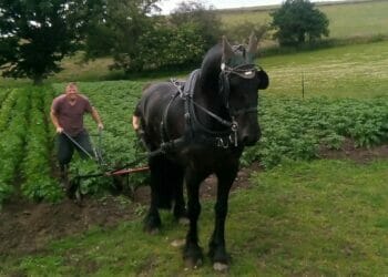 Village shop regulars are digging local potatoes