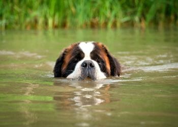 Warning for pet owners from fire service after dog rescue