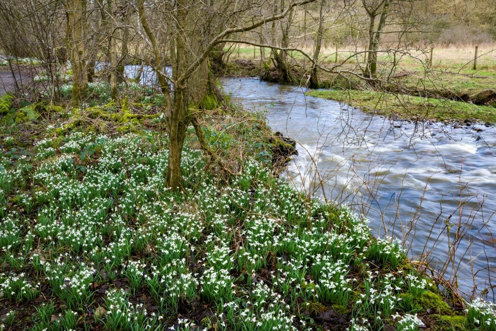 A carpet of snowdrop flowers on the bank of a fast flowing river