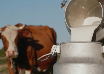 £1m for dairy innovation projects in Cumbria