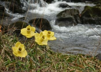Lowther Castle set to host display of 10,000 ceramic daffodils