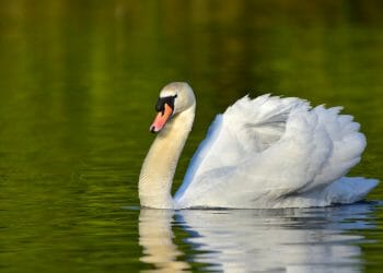 Do not touch dead birds: Bird flu cases rise in Cumbria