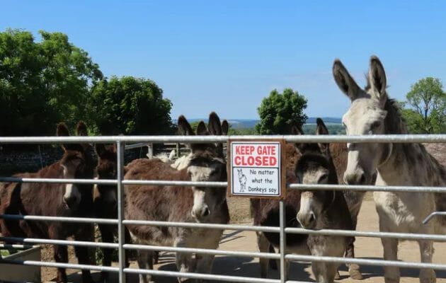 Eden donkey sanctuary desperately needs help to expand 
