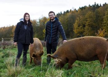 New team of pigs helping natural regeneration at Lowther