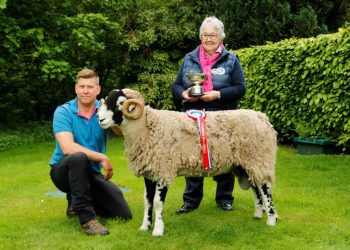 Swaledales looking well at 92nd Mungrisdale show
