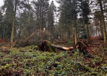 Storm damage at Penrith woodland will bring benefits to nature