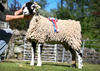 Sheep showing season begins