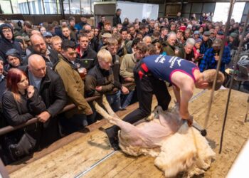 Farmers flock to North Sheep