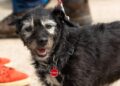 Cumbrian animal charity celebrates with dog show for opening of new kennel complex