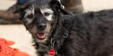 Cumbrian animal charity celebrates with dog show for opening of new kennel complex